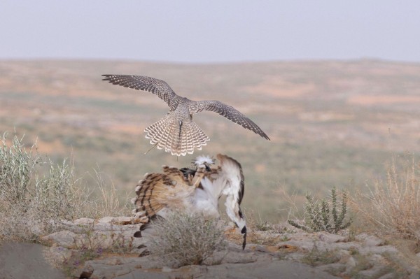 لحظة اصطياد الصقر لطائر الحبارى. (واس)