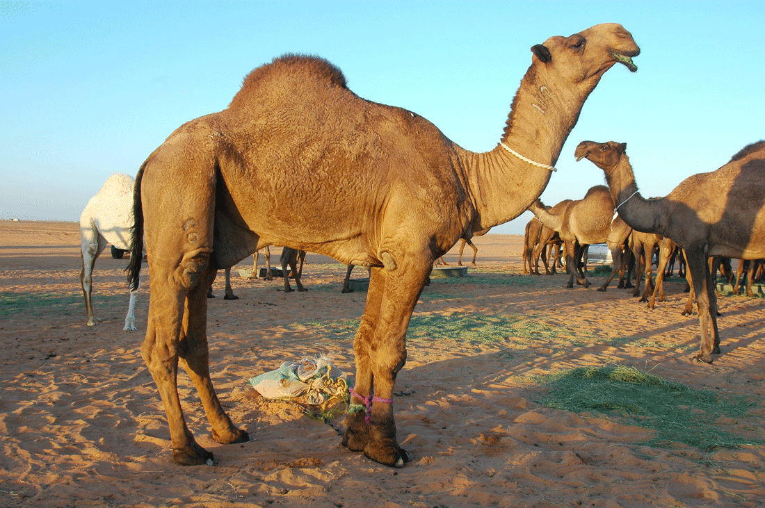 مجموعة من الإبل في السعودية. (دارة الملك عبدالعزيز)