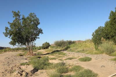  وادي الأبواء بمنطقة المدينة المنورة. (دارة الملك عبدالعزيز)