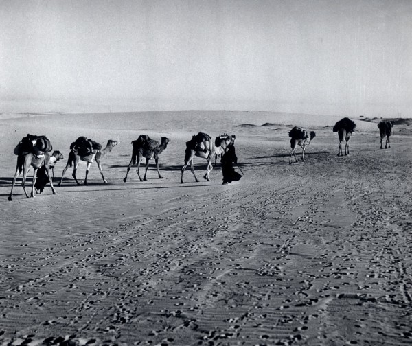 مجموعة إبل محملة بأغراض للنقل من مكان لآخر عبر الصحراء قديمًا. (دارة الملك عبدالعزيز)