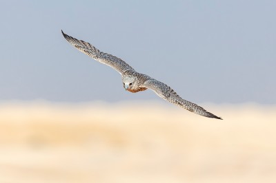 من منافسات مهرجان الملك عبدالعزيز للصقور الذي ينظمه نادي الصقور السعودي . (المركز الإعلامي لنادي الصقور السعودي)