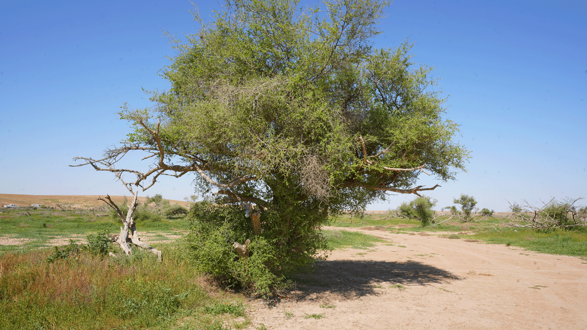 شجرة السدر. (محمية الملك عبدالعزيز الملكية)