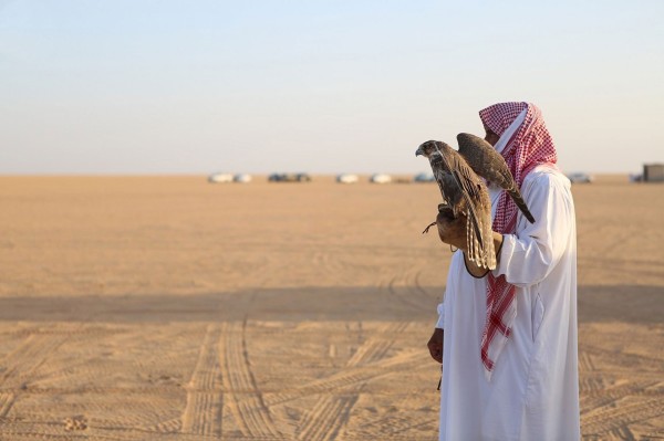 من عملية الصيد بالصقور. (واس)