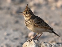 القبرة المتوجة ثاني أكثر الطيور المتكاثرة انتشارًا في السعودية. (تصوير: مهدي الصغير)