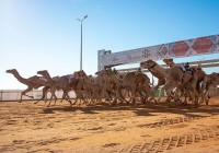 بداية انطلاق أحد الأشواط في مهرجان الملك عبدالعزيز للإبل. (المركز الإعلامي لمهرجان الملك عبدالعزيز للإبل)