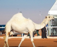 منقية مشاركة في فئة الفردي للون الوضح. ( المركز الإعلامي لمهرجان الملك عبدالعزيز للإبل)