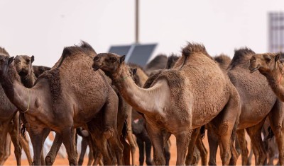 صور لاستعراض المنقيات فئة 100 جمل لون الصفر. (المركز الإعلامي لمهرجان الملك عبدالعزيز للإبل)