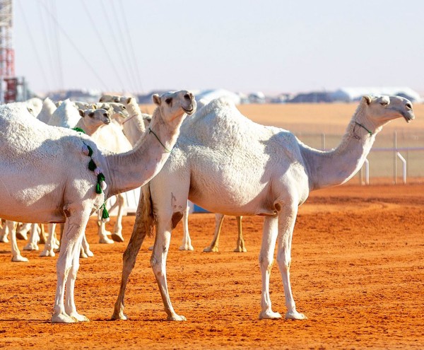 عروض منقيات فئة بيرق المؤسس للون الوضح. (المركز الإعلامي لمهرجان الملك عبدالعزيز للإبل)