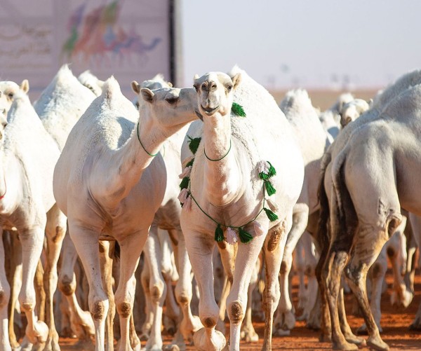 منقيات مشاركة في فئة اللون الوضح. ( المركز الإعلامي لمهرجان الملك عبدالعزيز للإبل)