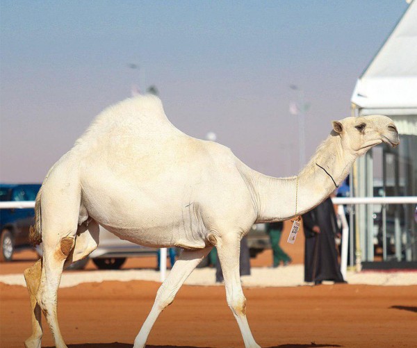 منقية مشاركة في فئة الفردي للون الوضح. ( المركز الإعلامي لمهرجان الملك عبدالعزيز للإبل)