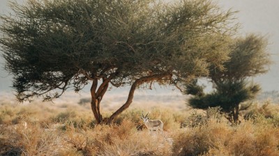 محمية نيوم بمنطقة تبوك شمال غربي السعودية. (المركز الإعلامي لنيوم)