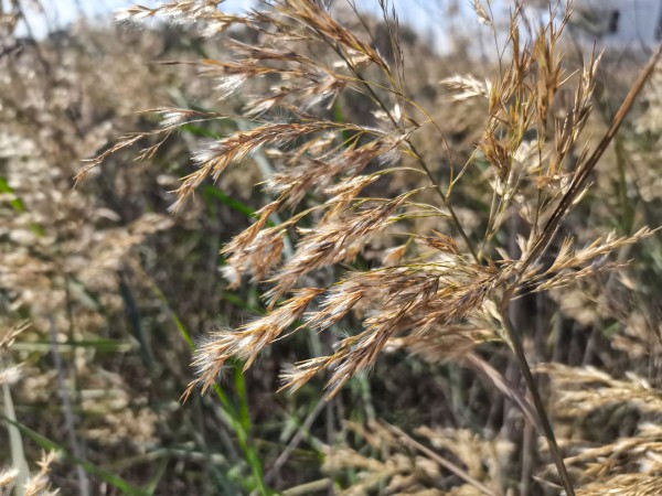 نبات الحلفا 'القصب' وهو نبات محلي يكثر عادةً حول الآبار ومجاري المياه في نجد. (سعوديبيديا)