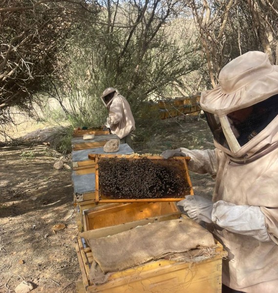 تربية النحل في المناطق الخصبة زراعيا. (المركز الإعلامي للمركز الوطني لتنمية الحياة الفطرية)