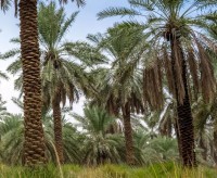  إحدى مزارع التمور في السعودية. (المركز الإعلامي لشركة تراث المدينة)