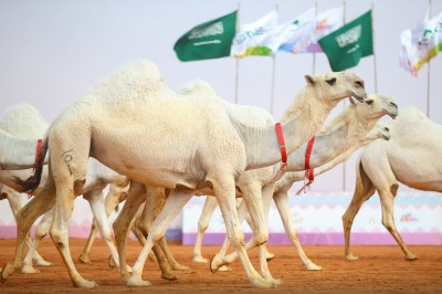 فئة بيرق الموحد اللون وضح. (المركز الإعلامي لنادي الإبل)