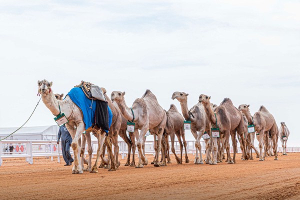 فئة شلفا ولي العهد اللون حمر. (المركز الإعلامي لنادي الإبل)