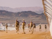 أحد سباقات كأس العلا للهجن. (المركز الإعلامي للاتحاد السعودي للهجن)
