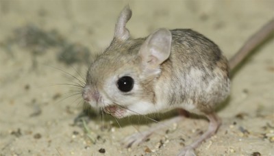 الجربوع قارض صغير الحجم يعيش في الصحاري الرملية. (المركز الإعلامي للمركز الوطني لتنمية الحياة الفطرية)