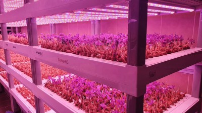 تجارب تطبيقية على إنتاج بعض المحاصيل الزراعية بنظام الزراعة العمودية. (المركز الإعلامي للمركز الوطني لأبحاث وتطوير الزراعة المستدامة)
