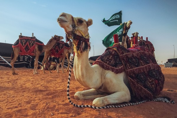 قطيع من الإبل وتظهر بعض الأدوات متعددة الوظائف التي تستخدم للتعامل معها. واس. (دارة الملك عبدالعزيز)