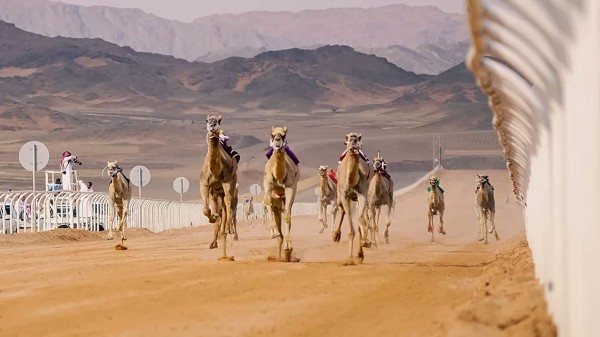 إحدى جولات كأس العرب للهجن 2024 في العلا. (المركز الإعلامي للهيئة الملكية لمحافظة العلا)