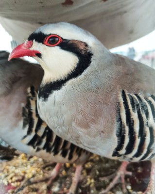 طائر الحجل العربي. (سعوديبيديا)