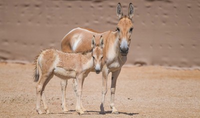 إعادة توطين الحمار البري الآسيوي في محمية الأمير محمد بن سلمان الملكية. (المركز الإعلامي للمحمية)