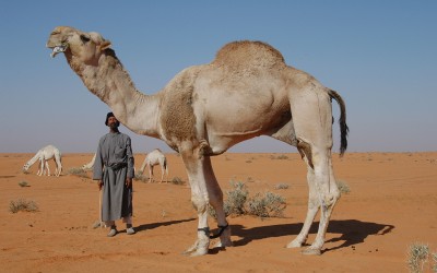  الهوبال هو فن مناداة الإبل بطريقة تقليدية. (دارة الملك عبدالعزيز)