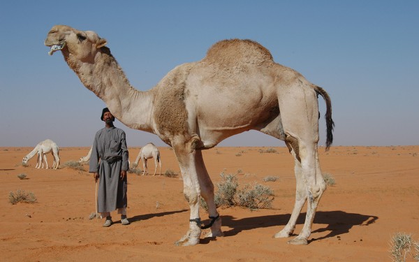 الهوبال هو فن مناداة الإبل بطريقة تقليدية. (دارة الملك عبدالعزيز)