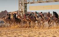 من سباق الهجن في قرية مغيراء للرياضات التراثية. (المركز الإعلامي للهيئة الملكية لمحافظة العلا)