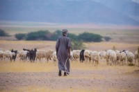 أحد الرعاة مع قطيع من الأغنام. (المركز الإعلامي لوزارة البيئة والمياه والزراعة)