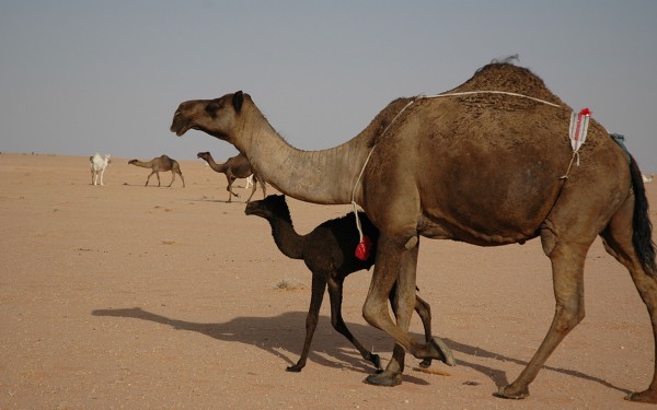 قطيع من الإبل. (دارة الملك عبدالعزيز)