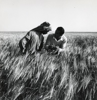 زراعة القمح في الأحساء. (دارة الملك عبدالعزيز)