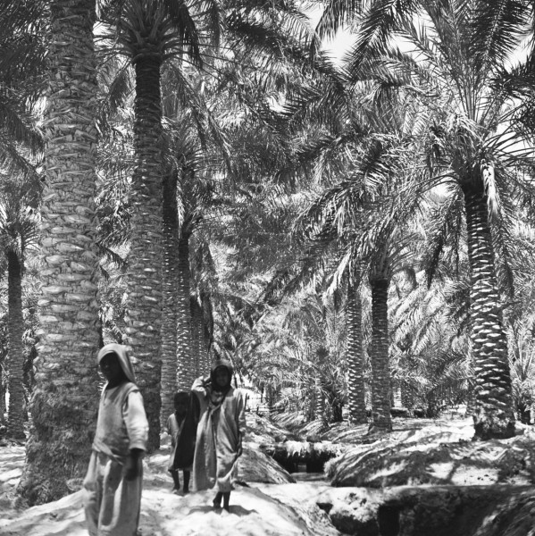 إحدى المزارع القديمة في الأحساء. (دارة الملك عبدالعزيز)