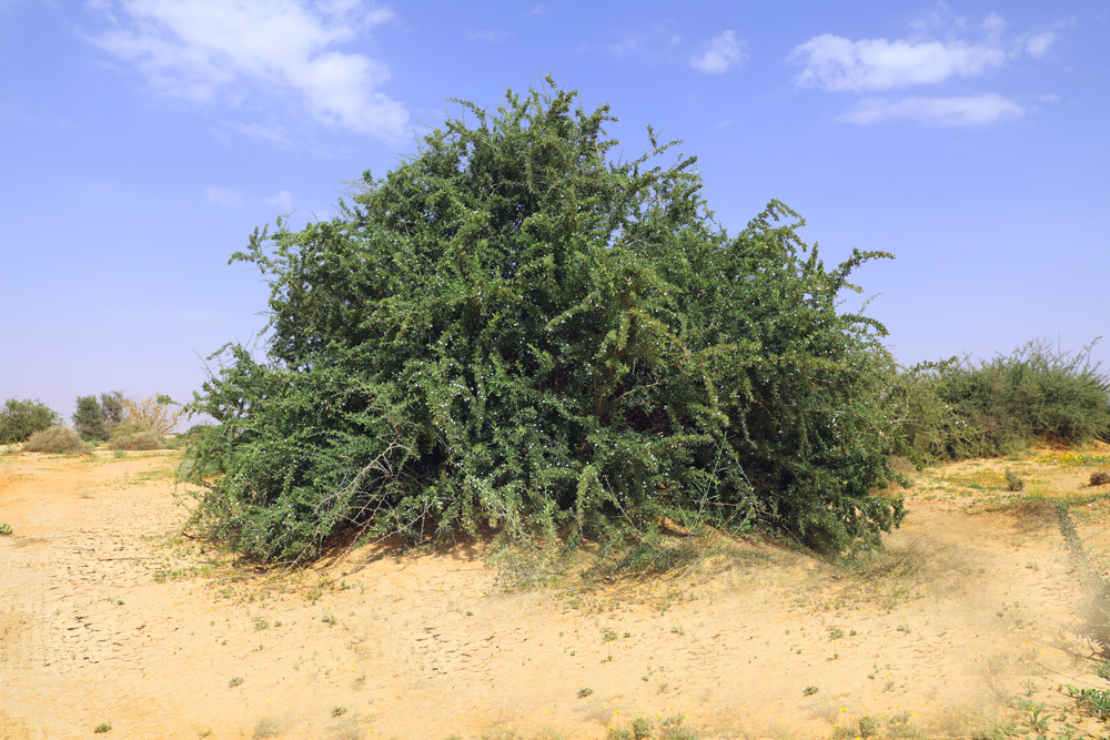 محمية الملك عبدالعزيز الملكية