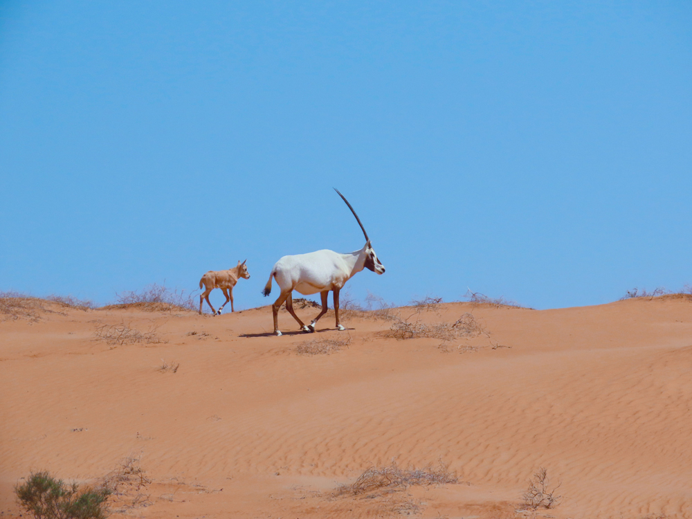 King Abdulaziz Royal Reserve