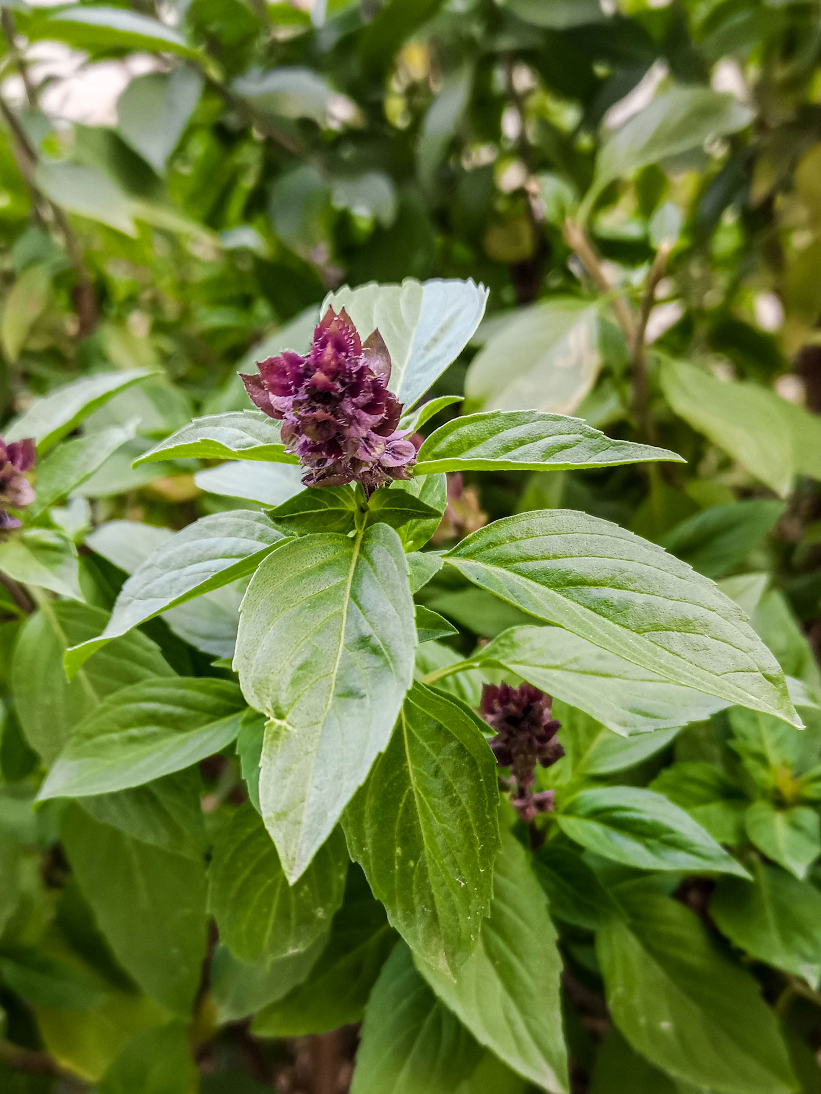 Basil - Saudipedia