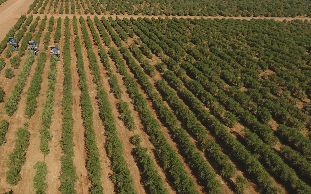 Agricultural techniques in Saudi Arabia