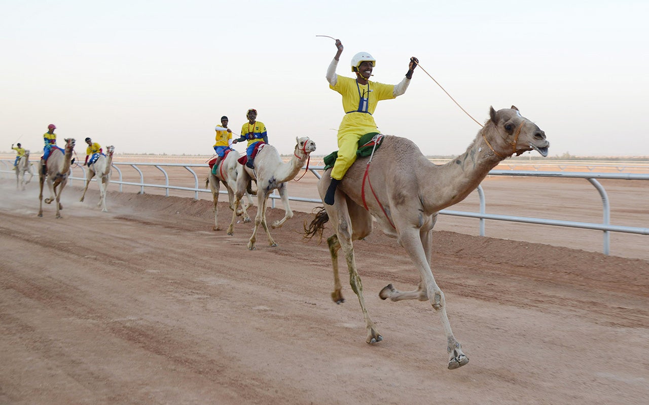 Camel Racing Saudi Arabia