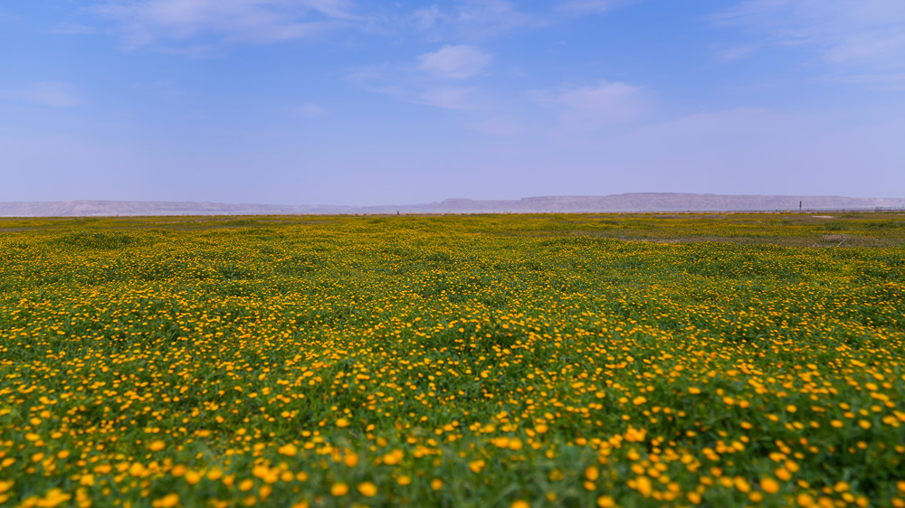 محمية الملك عبدالعزيز الملكية